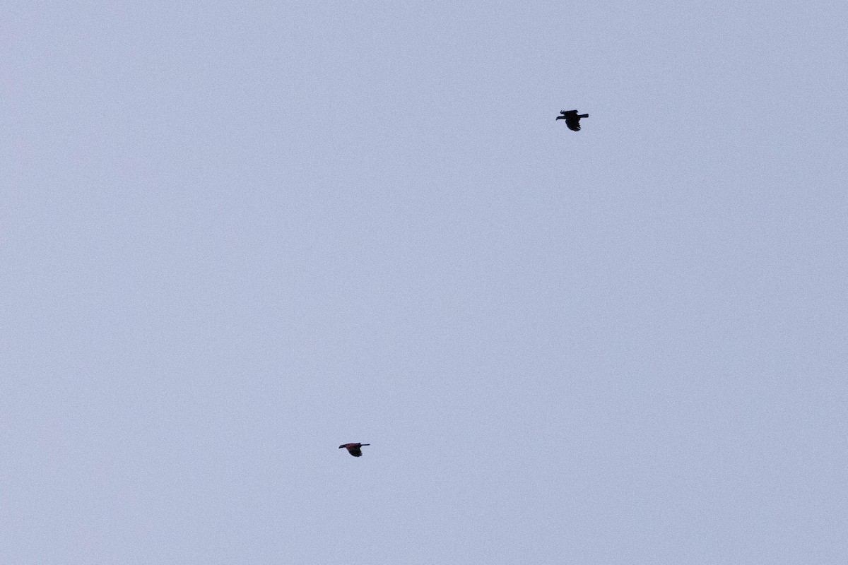 børstepapegøye - ML641200727