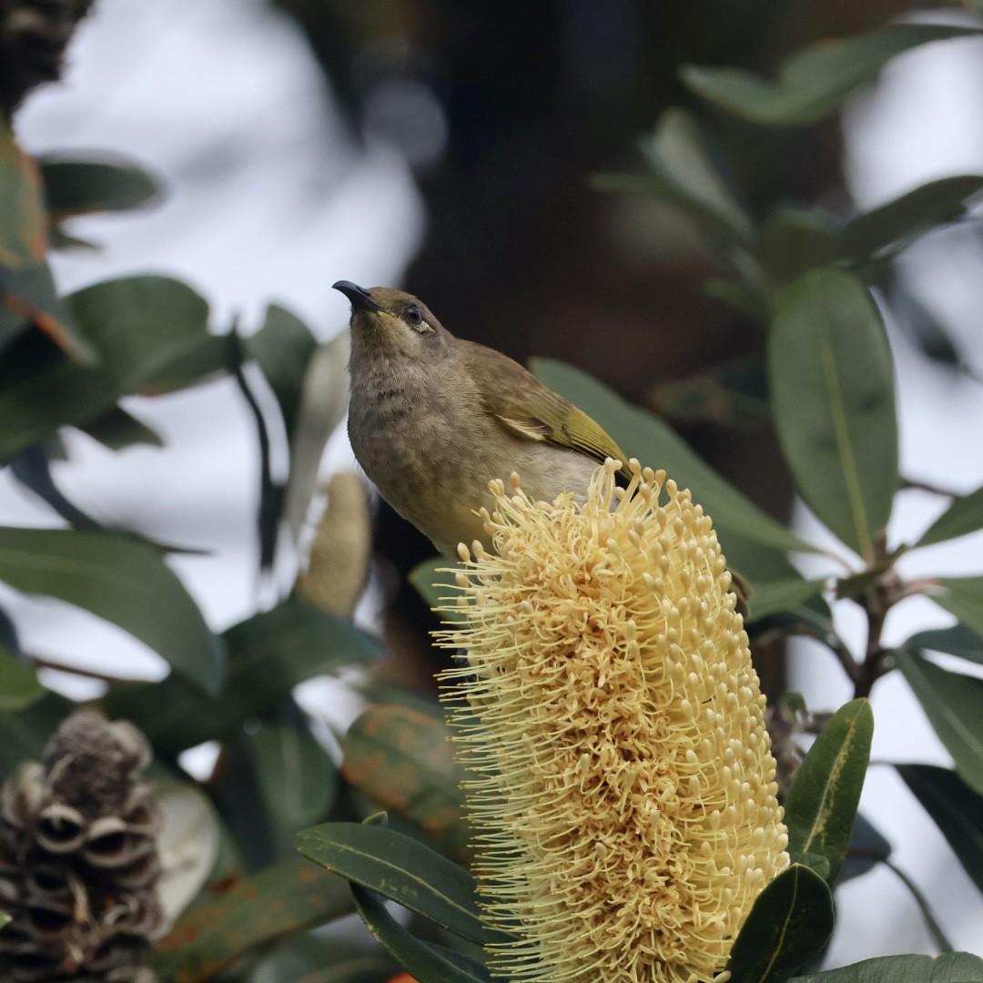 Brown Honeyeater - ML641200735