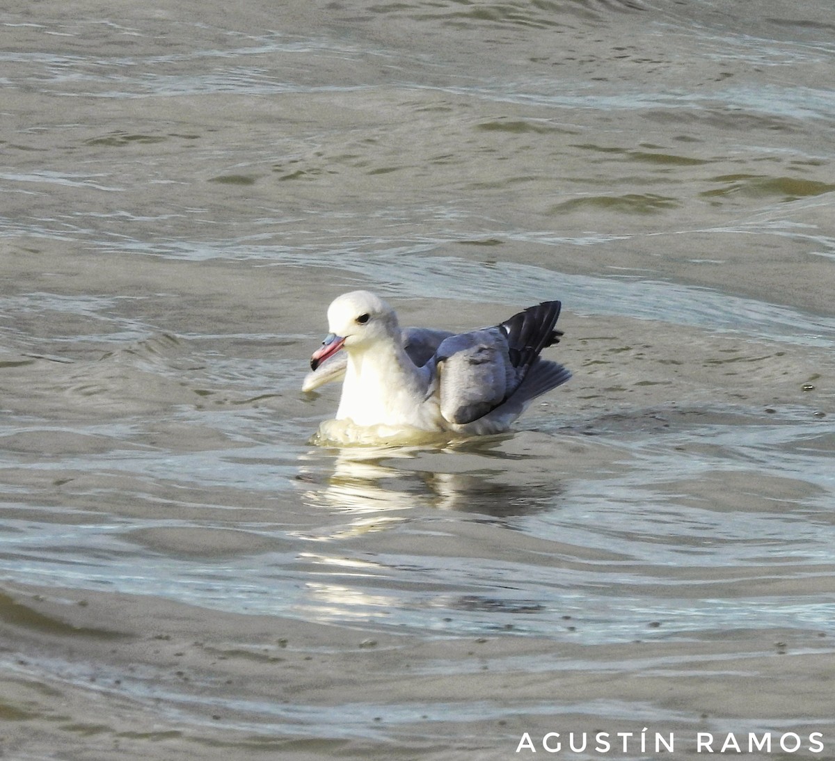 Southern Fulmar - ML641200744