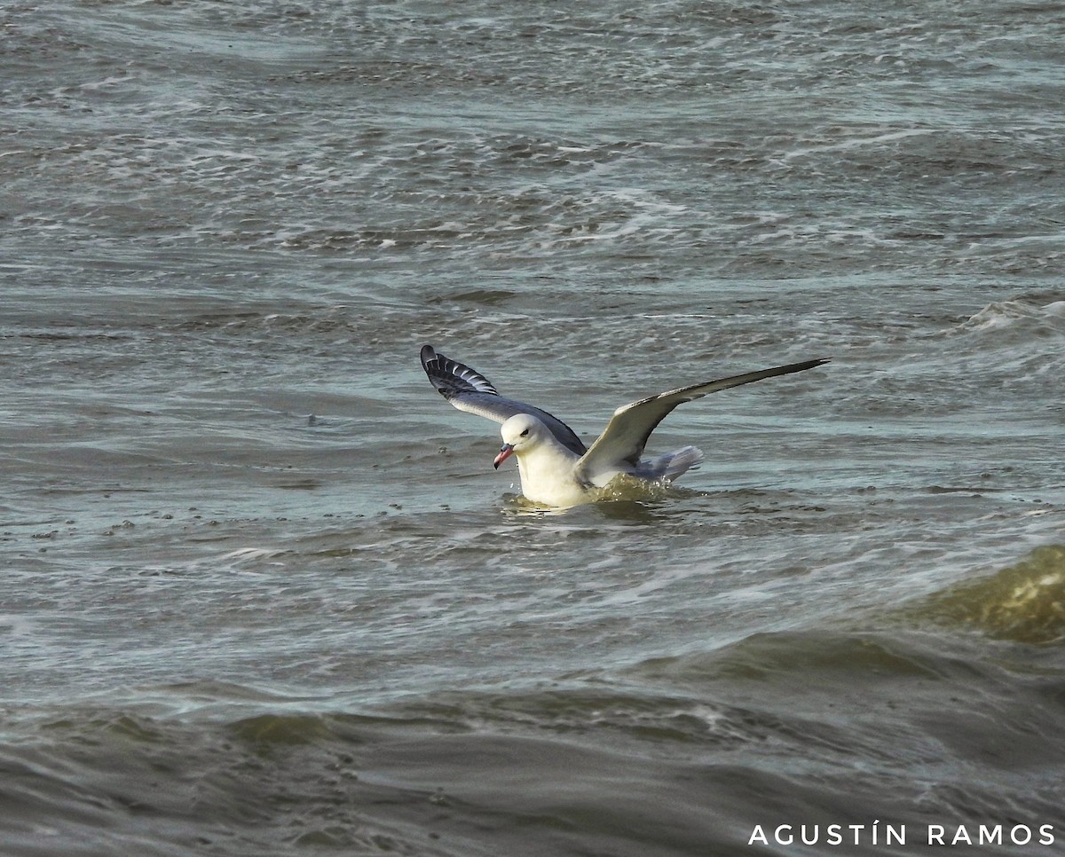 Southern Fulmar - ML641200747