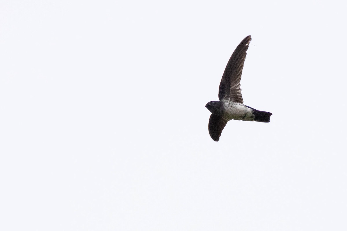 Glossy Swiftlet - ML641200752
