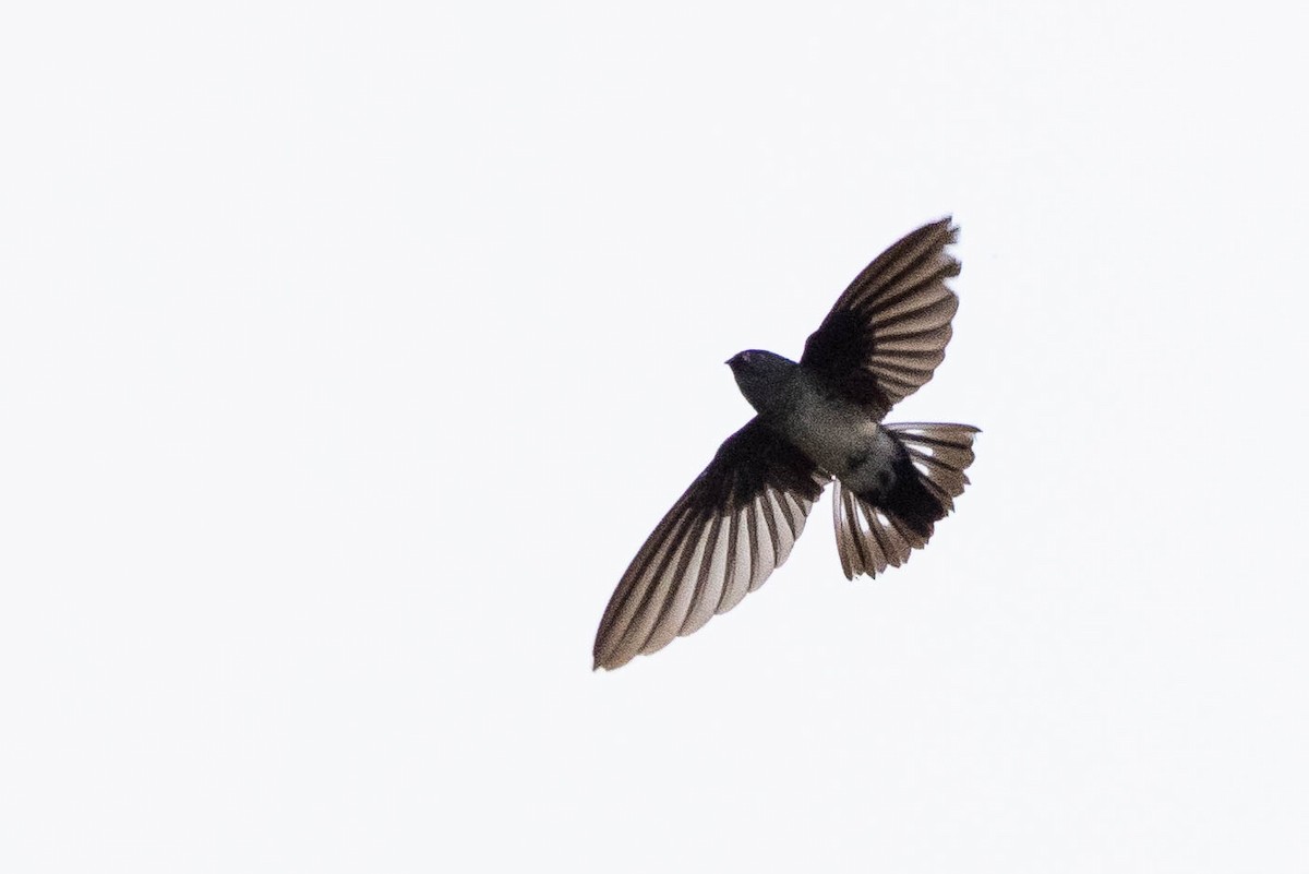 Glossy Swiftlet - ML641200753
