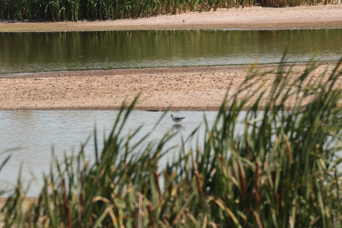 American Avocet - ML641200759