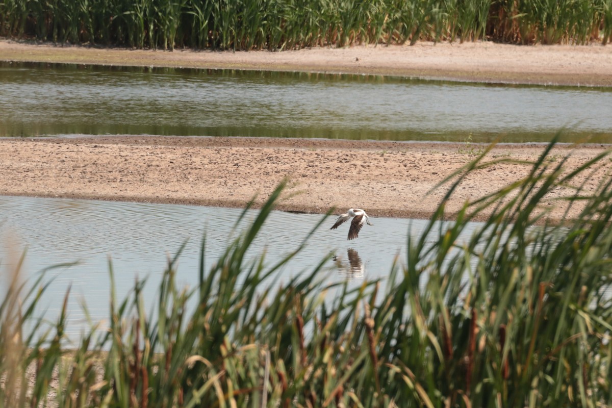 American Avocet - ML641200761