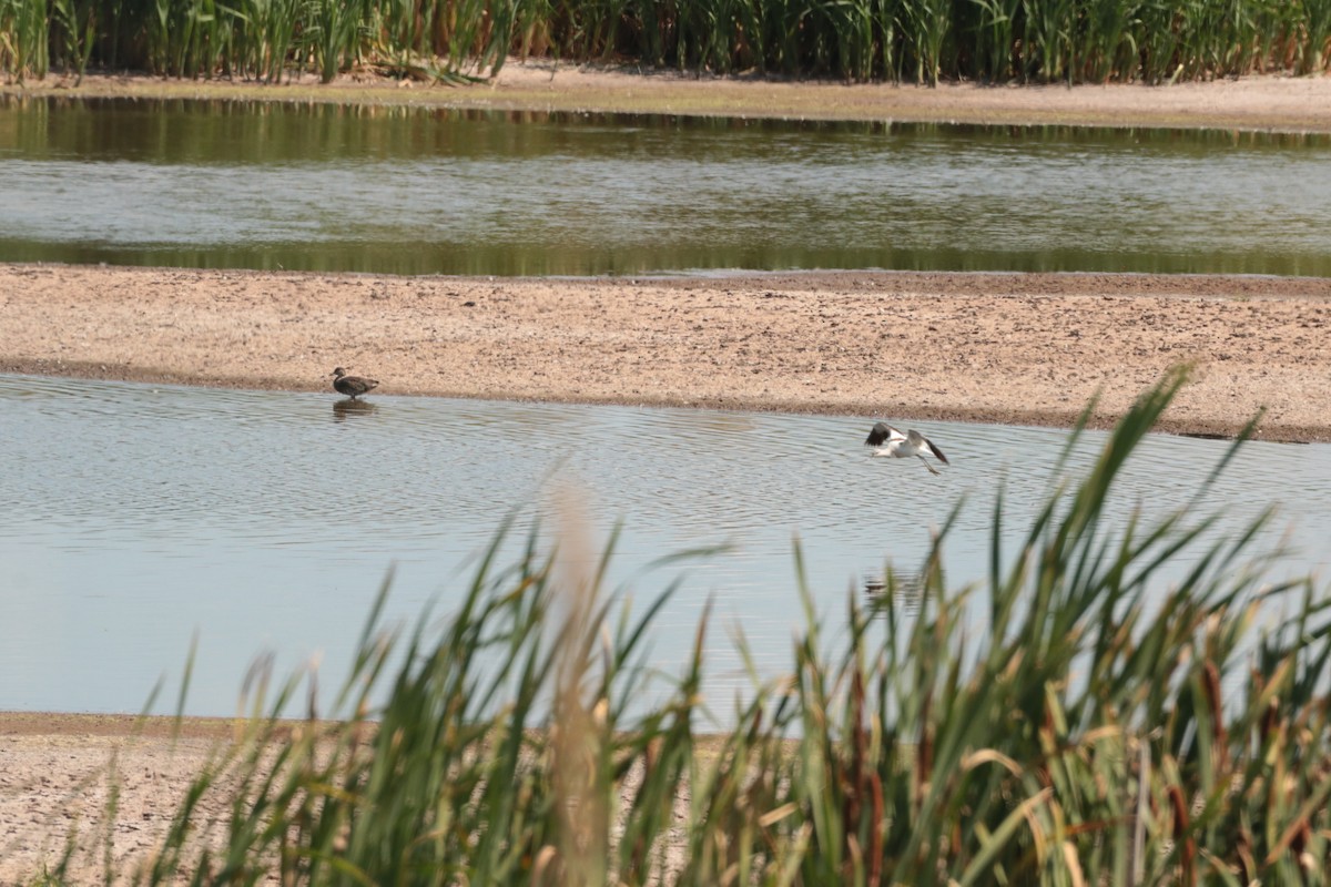 American Avocet - ML641200762