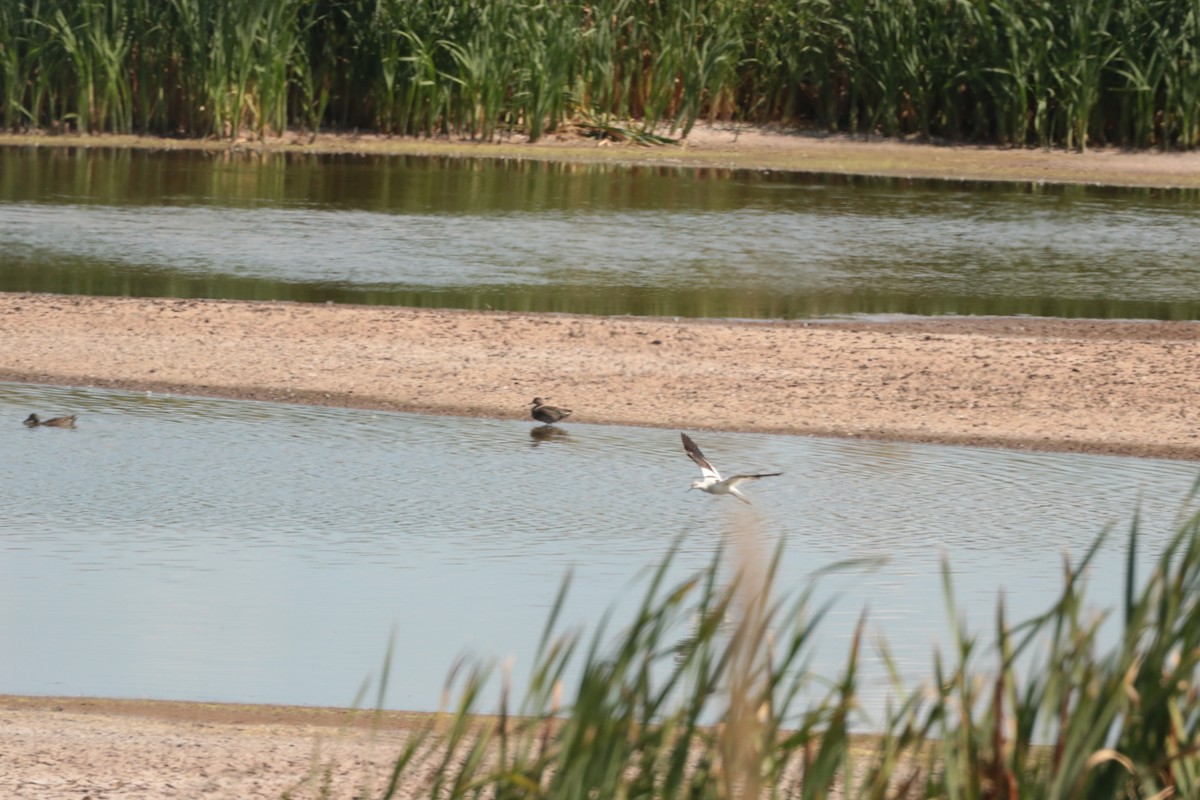 American Avocet - ML641200763