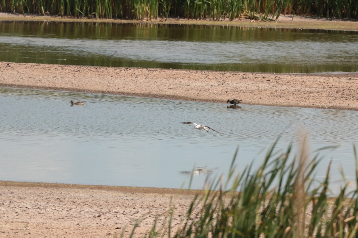 American Avocet - ML641200764