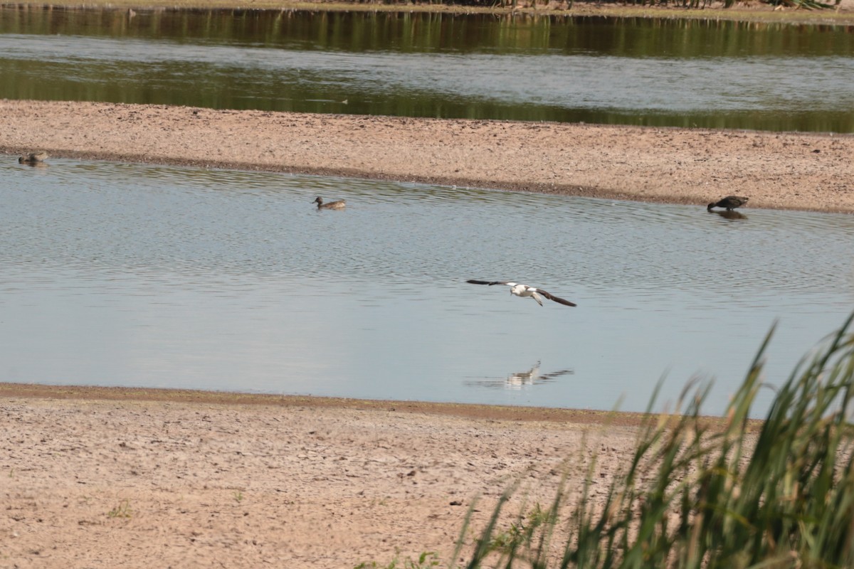 American Avocet - ML641200765