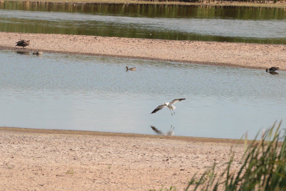 American Avocet - ML641200766