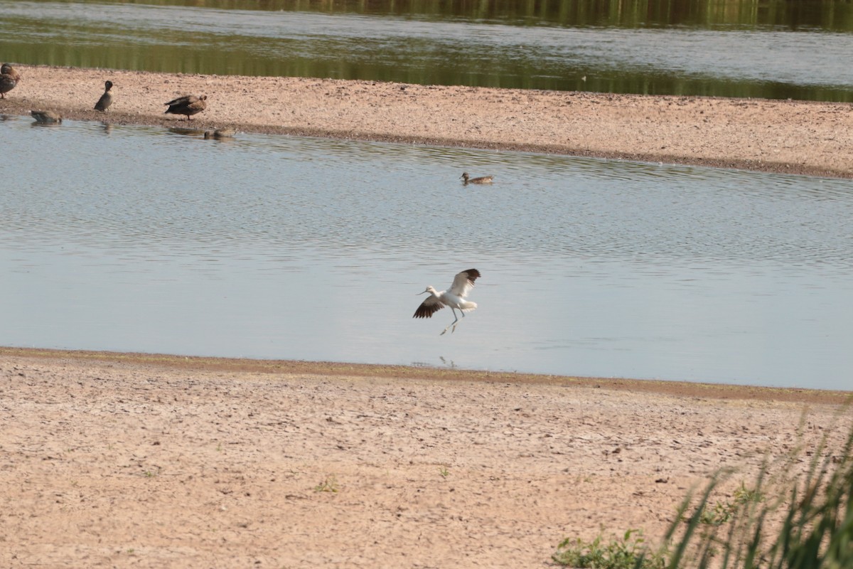 American Avocet - ML641200767