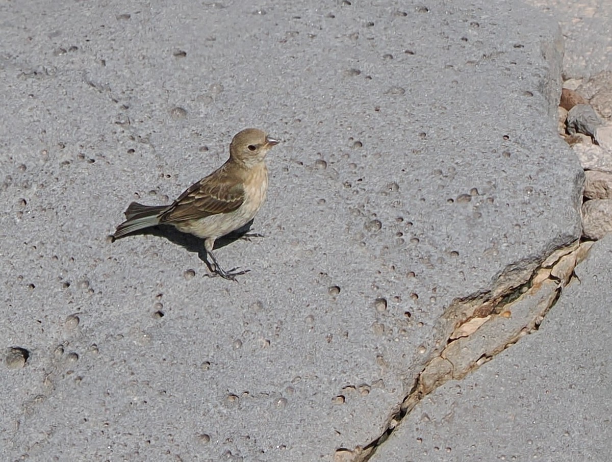 Lazuli/Indigo Bunting - ML641200784