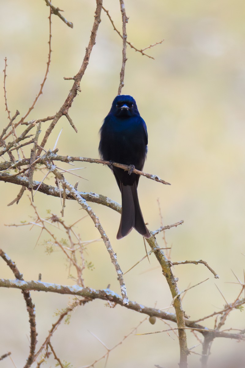 Fork-tailed Drongo - ML641200829