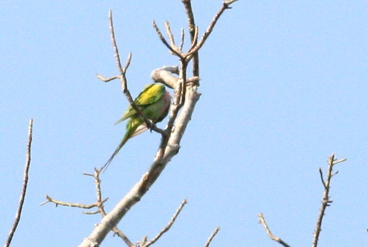 Red-breasted Parakeet - ML641200868