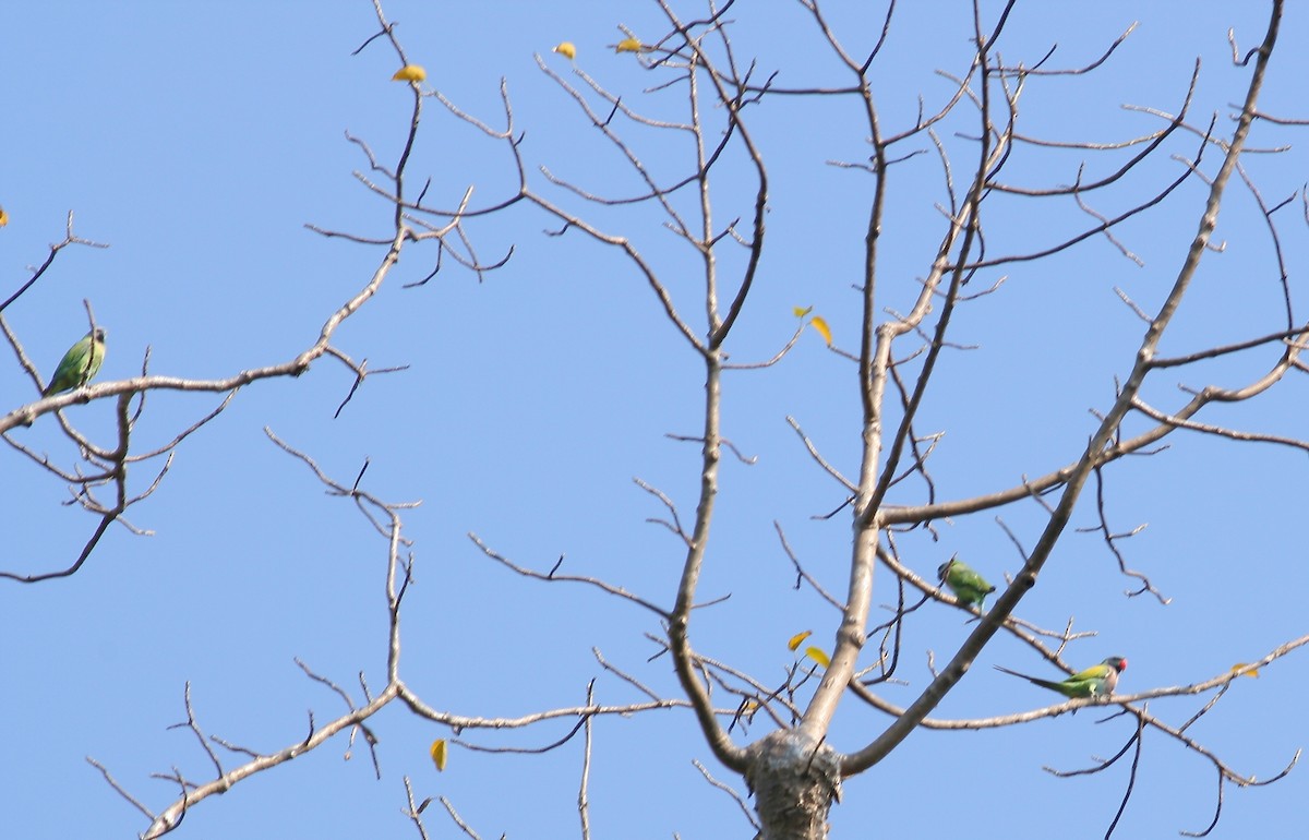 Red-breasted Parakeet - ML641200869
