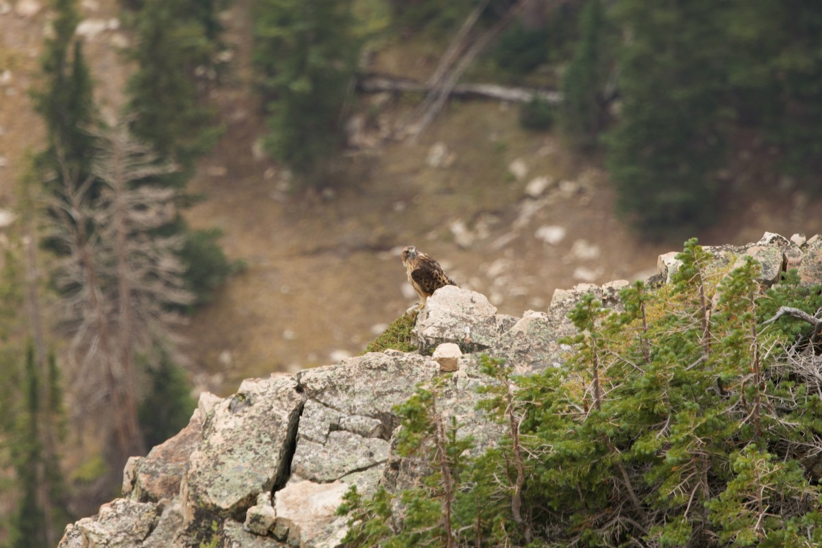 Red-tailed Hawk (calurus/alascensis) - ML641200870