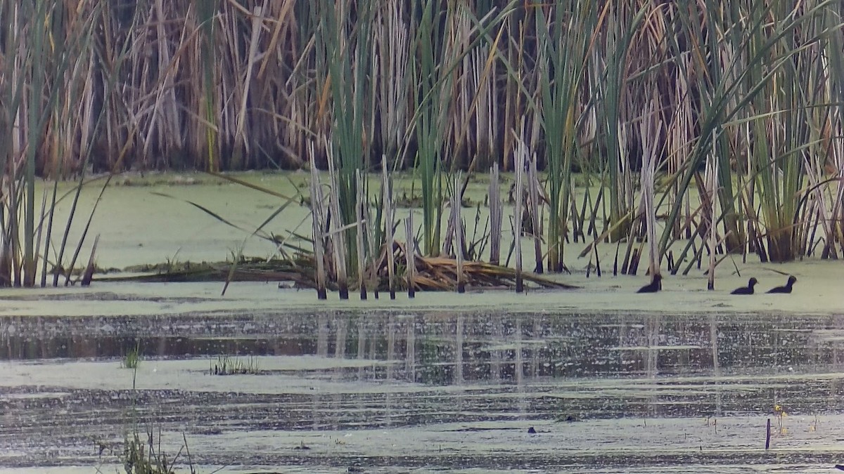 Common Gallinule - ML641200877