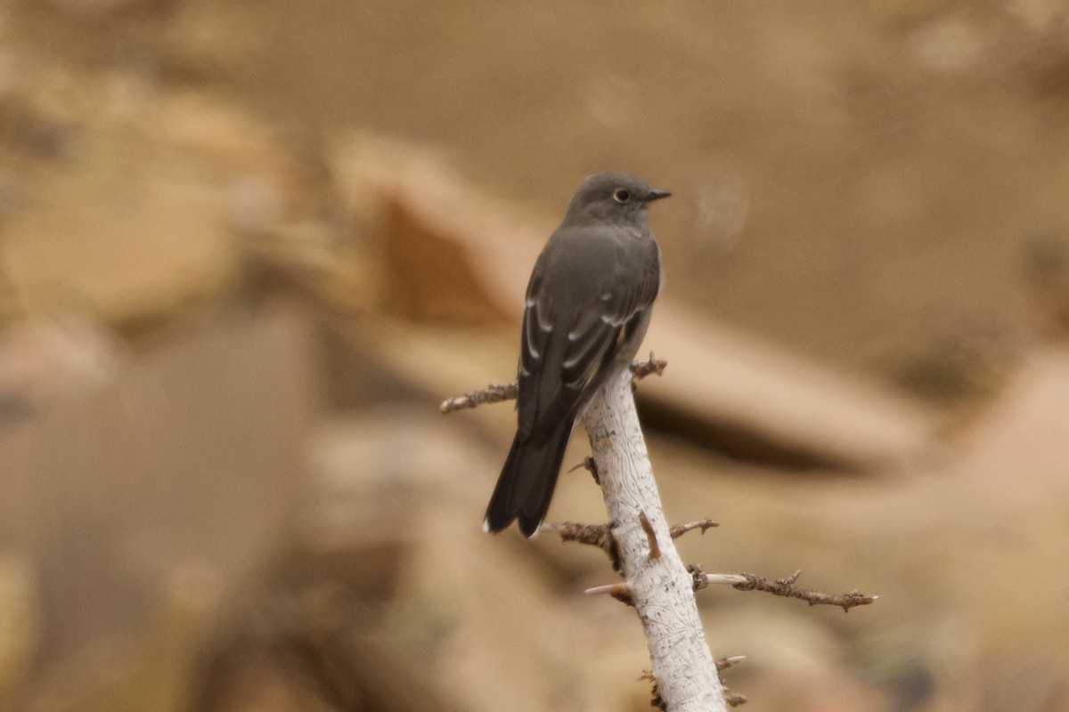 Townsend's Solitaire - ML641200891