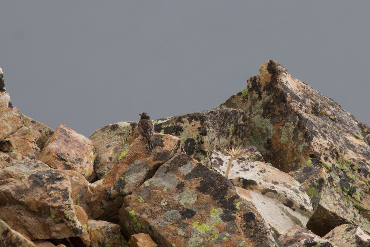 Black Rosy-Finch - ML641200919