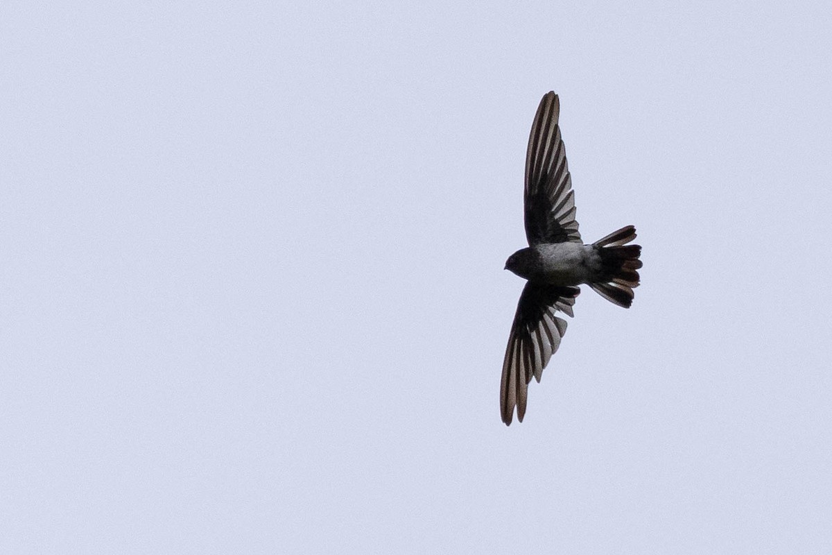 Glossy Swiftlet - ML641200925