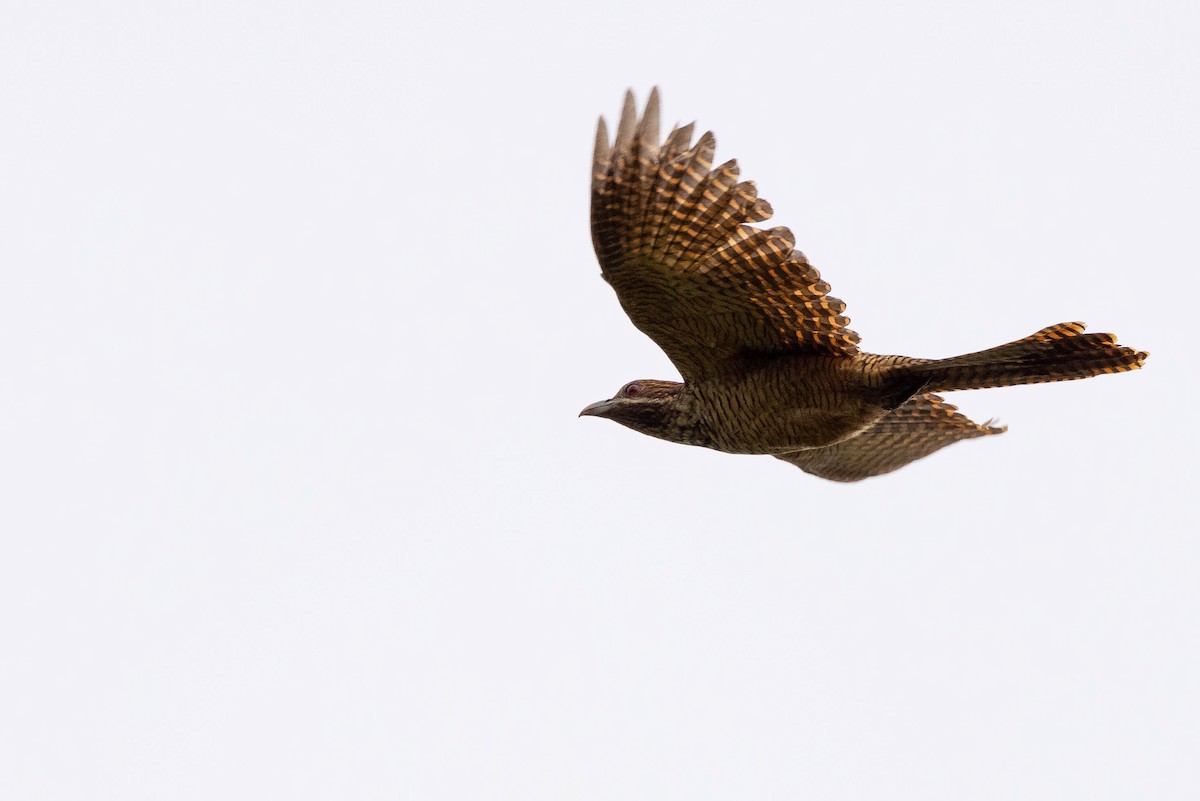 grånebbkoel - ML641200927