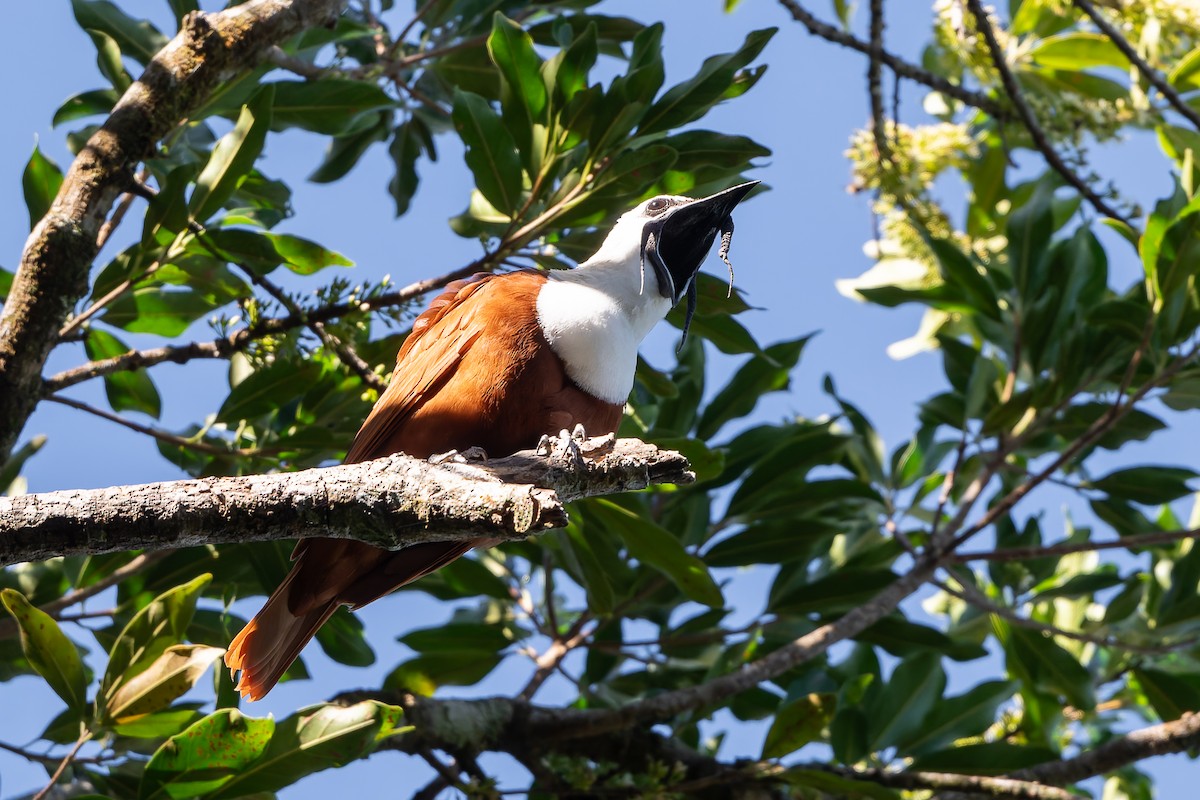 Three-wattled Bellbird - ML641200937