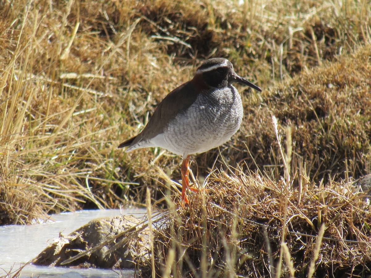 štěrkovníček andský - ML641200939