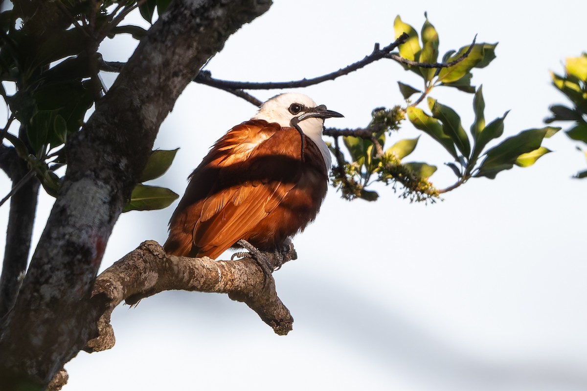 Three-wattled Bellbird - ML641200941