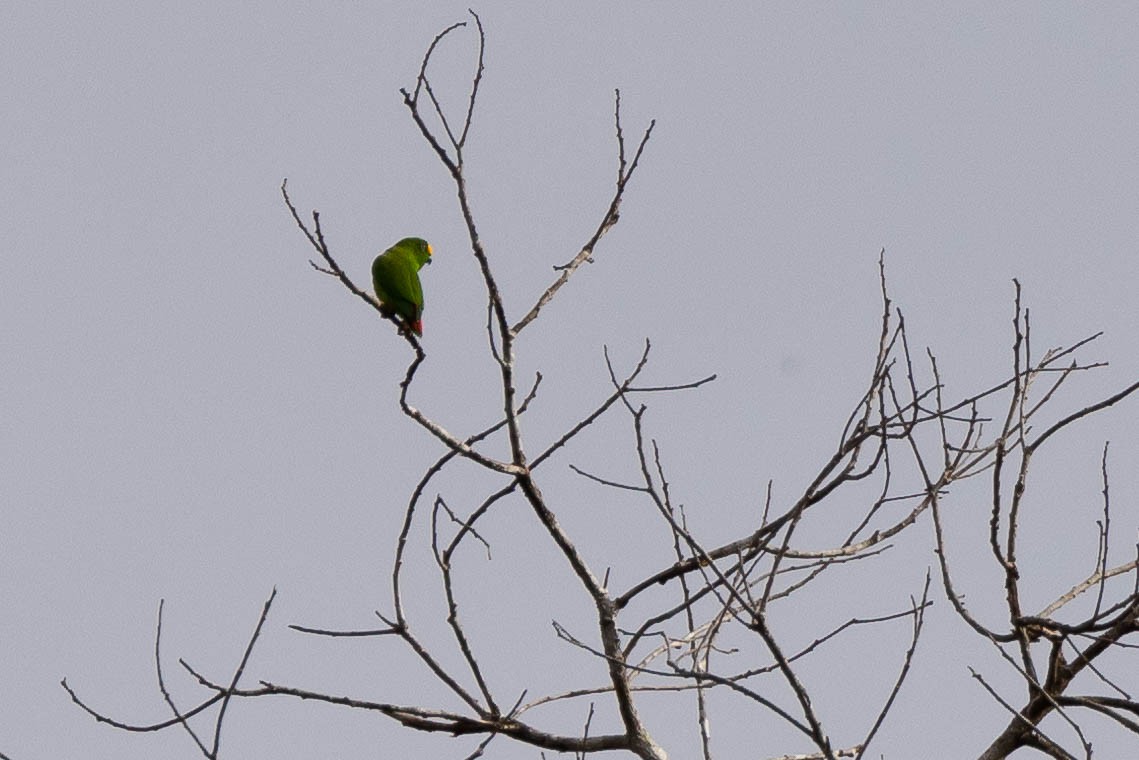 Papuan Hanging-Parrot - ML641200946
