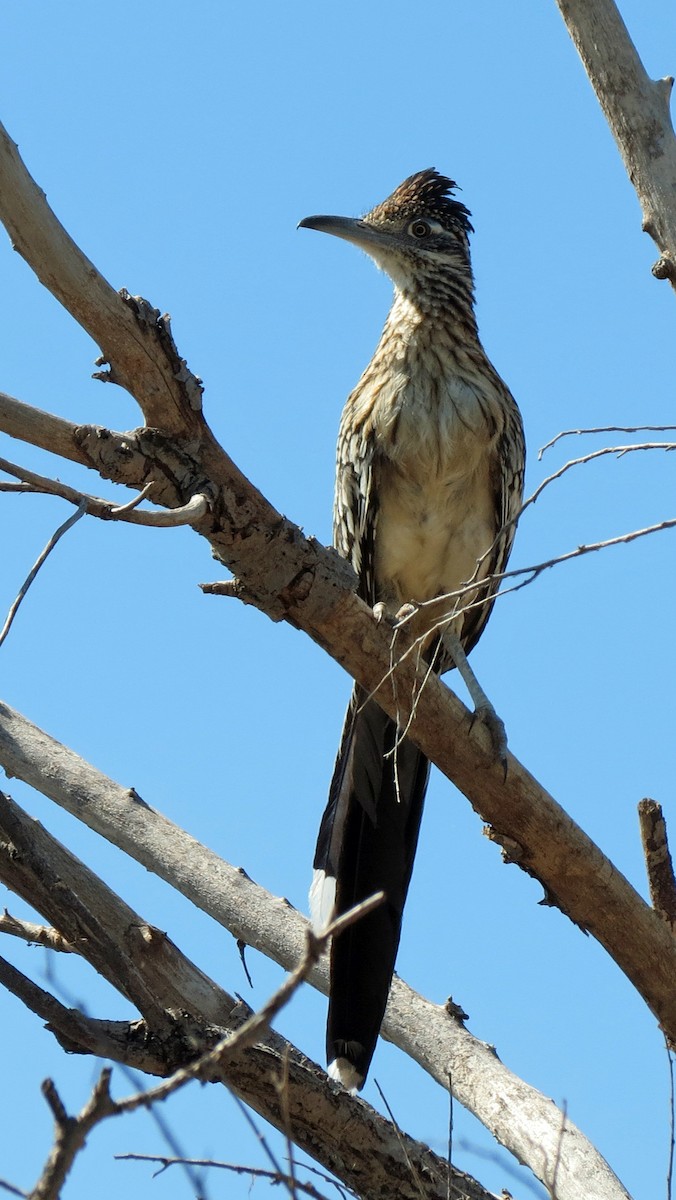 Greater Roadrunner - ML641200949