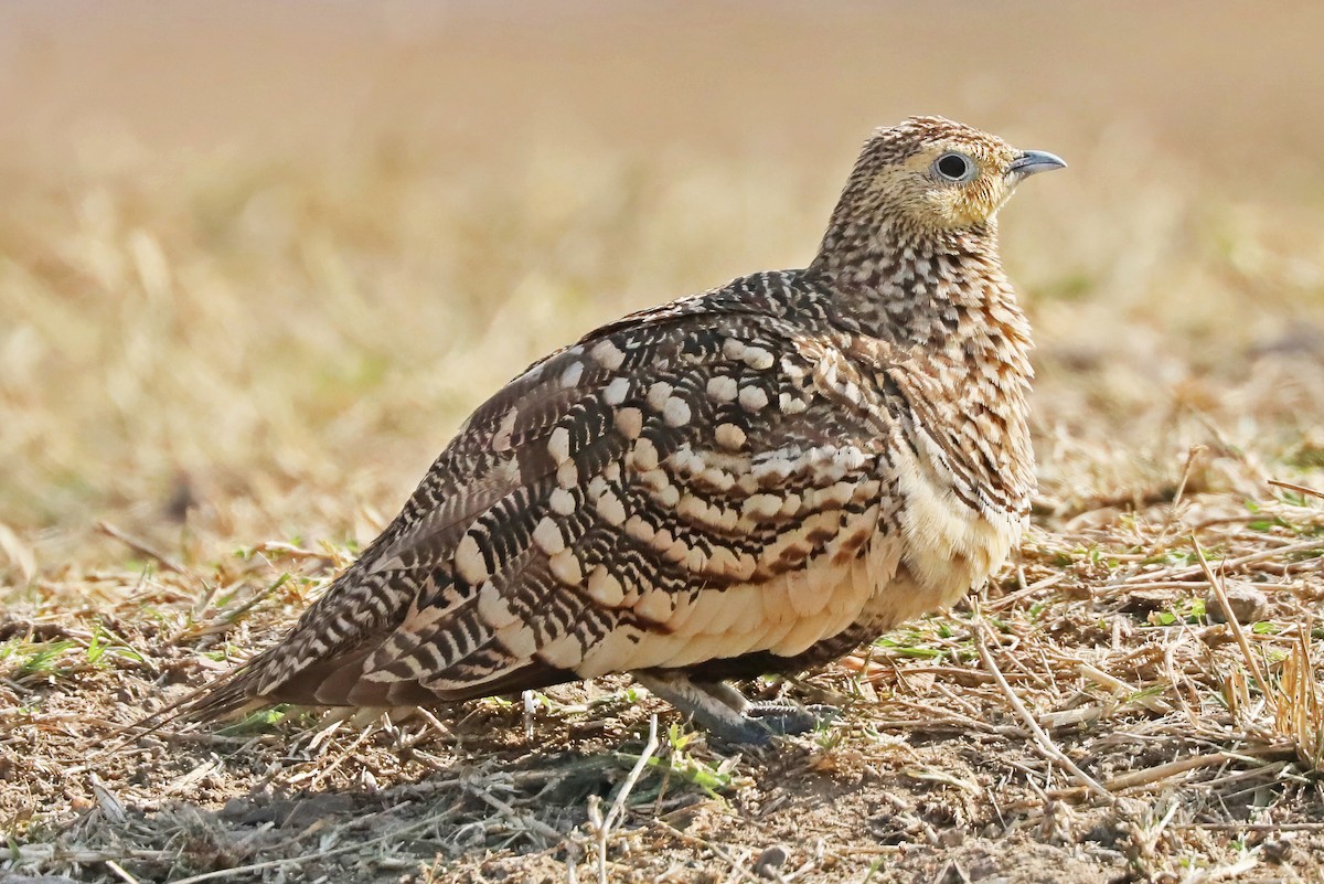 Chestnut-bellied Sandgrouse - ML641200957