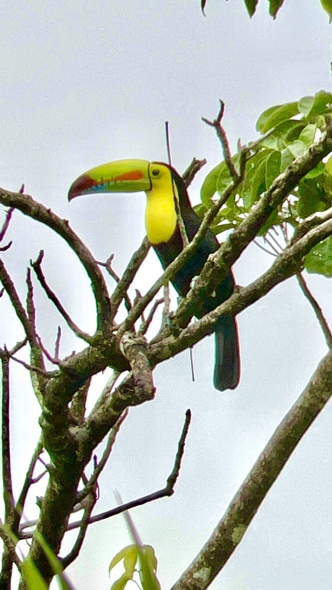 Tucán Piquiverde - ML641200971