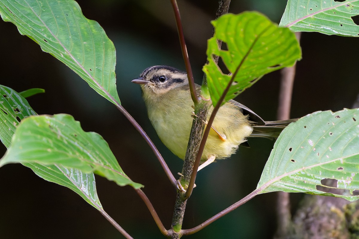 Costa Rican Warbler - ML641200974
