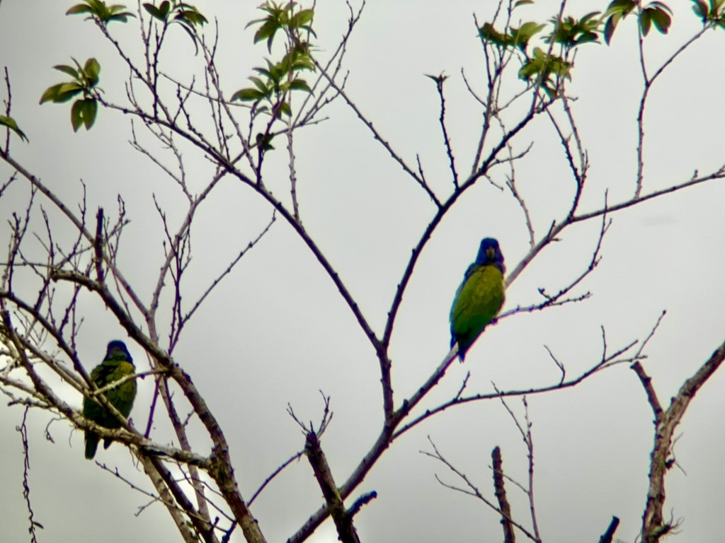 Loro Cabeciazul - ML641200976