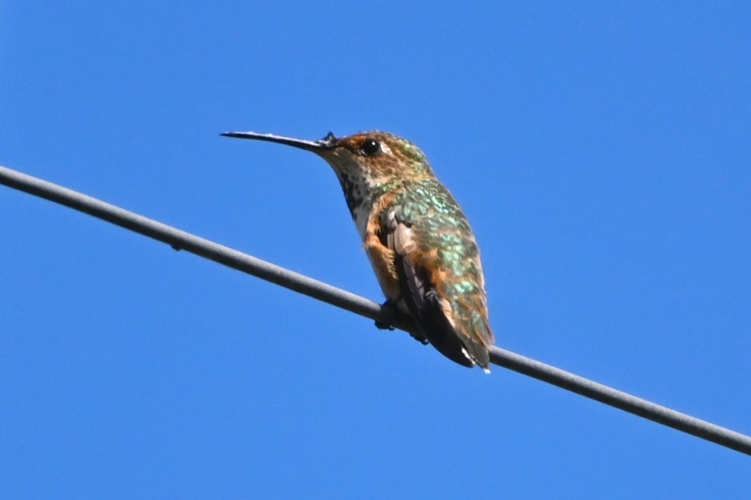 Allen's Hummingbird - ML641200988