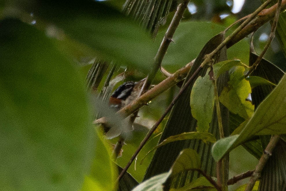 Wallace's Fairywren - ML641200994
