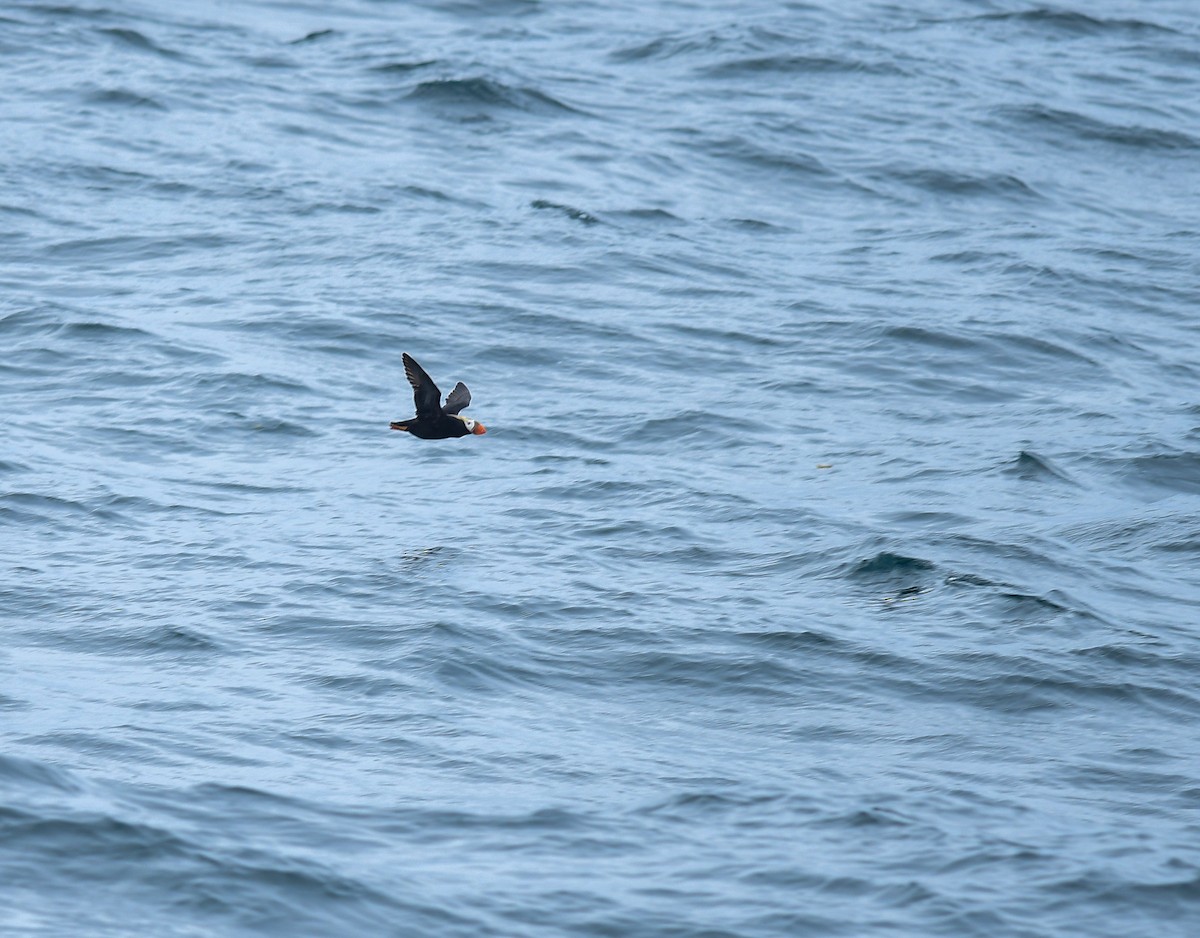 Tufted Puffin - ML641200995