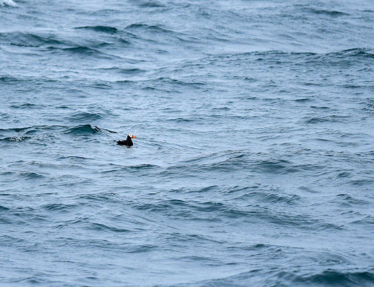 Tufted Puffin - ML641200996