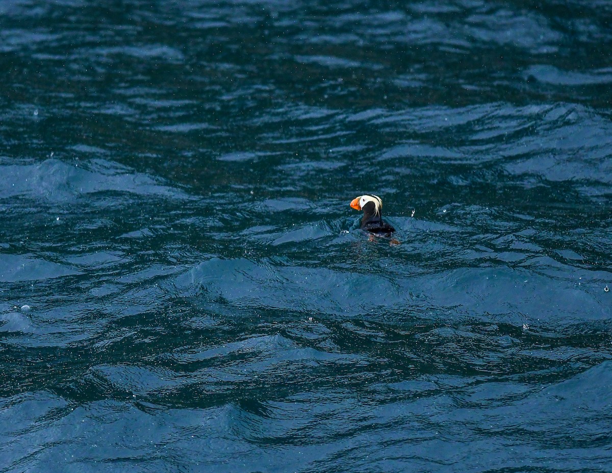 Tufted Puffin - ML641200997