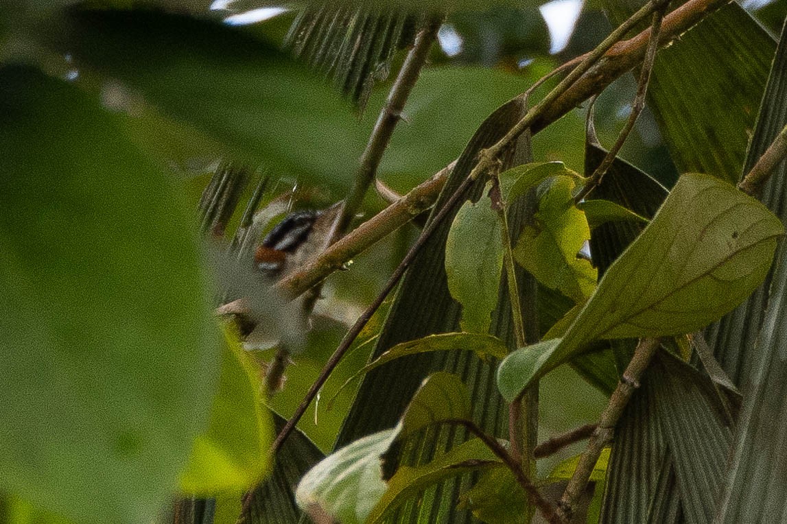 Wallace's Fairywren - ML641201002