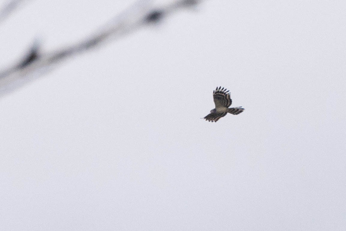 Long-tailed Honey-buzzard - ML641201027