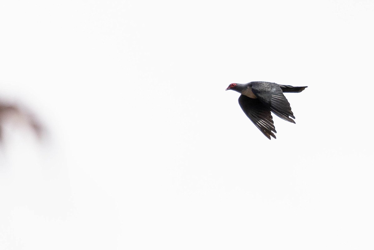 papuafjelldue - ML641201056