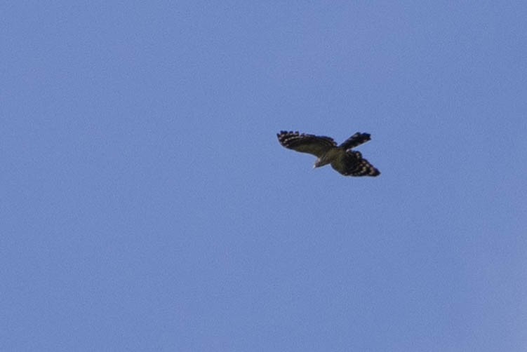 Long-tailed Honey-buzzard - ML641201063