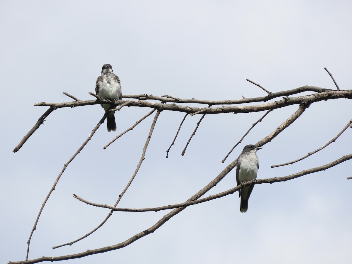 Eastern Kingbird - ML641201071