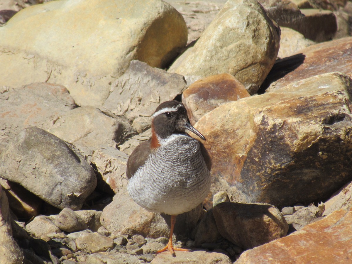 štěrkovníček andský - ML641201118
