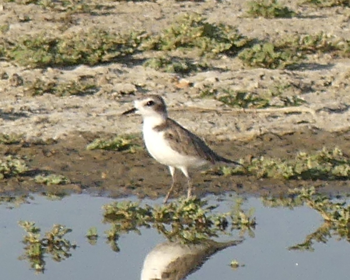Snowy Plover - ML641201139