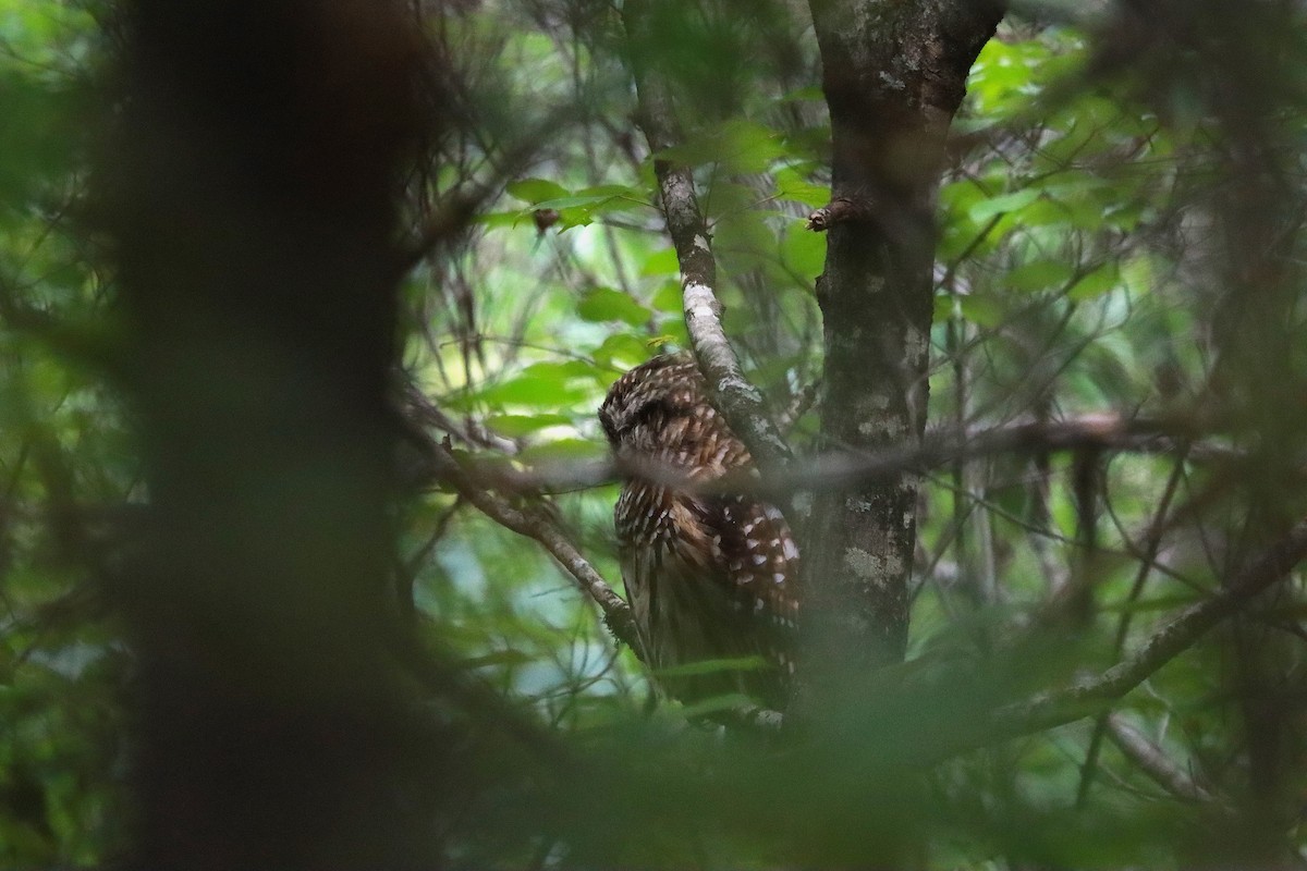 Barred Owl - ML641201157