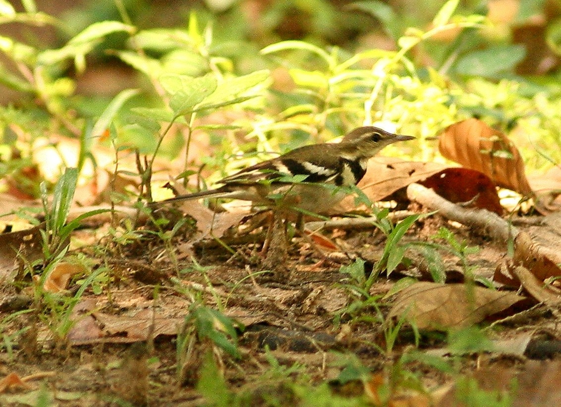 Forest Wagtail - ML641201177