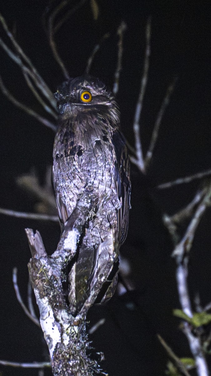 Common Potoo - ML641201188