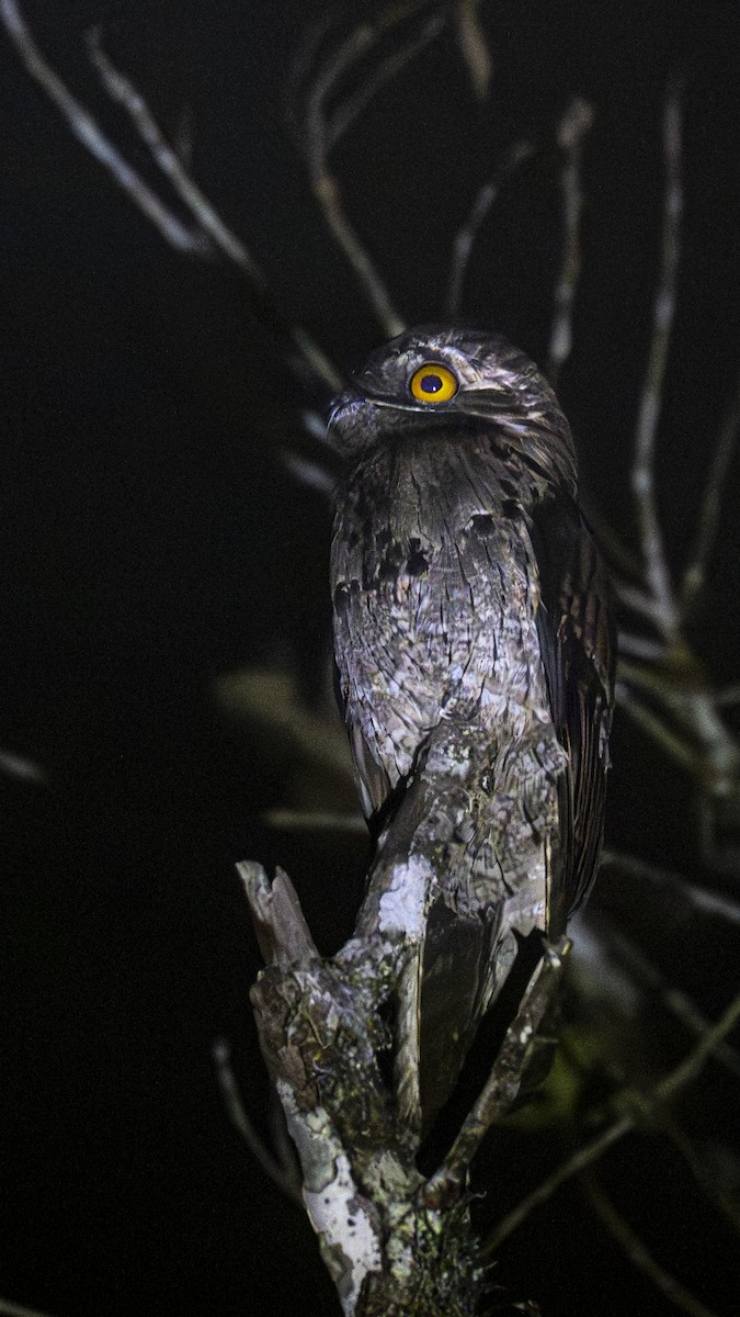 Common Potoo - ML641201189