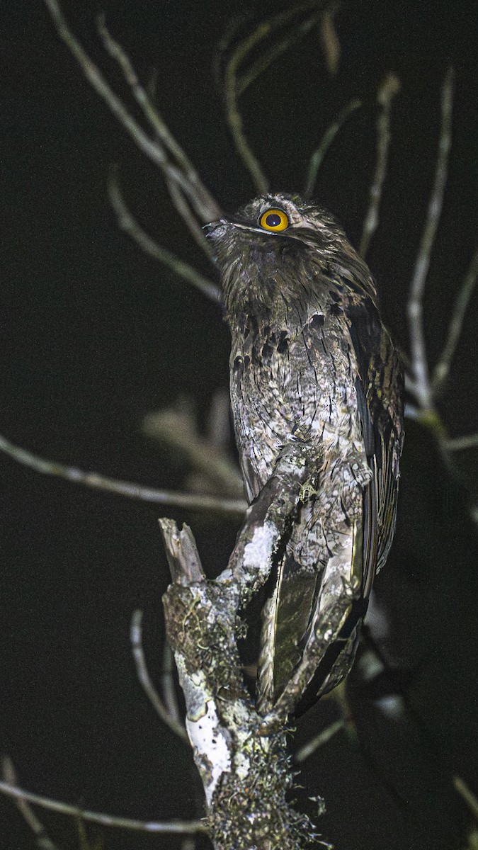 Common Potoo - ML641201190